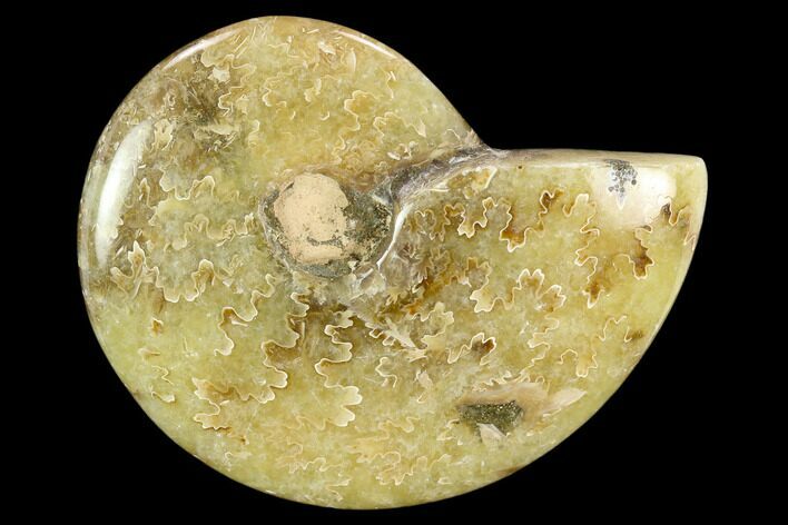 Polished, Agatized Ammonite (Cleoniceras) - Madagascar #119221